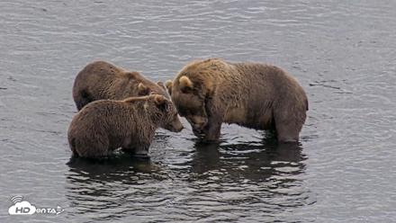 Kodiak Alaska Brown Bears Live Webcam - Aug 22, 2026, 6:56pm AKDT