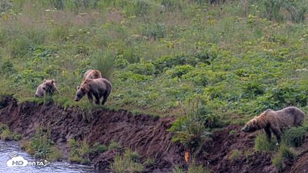 Kodiak Alaska Brown Bears Live Webcam - Aug 9, 2026, 12:08pm AKDT