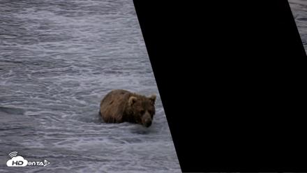 Kodiak Alaska Brown Bears Live Webcam - Jul 26, 2026, 10:55pm AKDT
