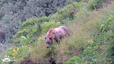 Kodiak Alaska Brown Bears Live Webcam - Aug 7, 2026, 5:37pm AKDT