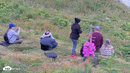 Kodiak Alaska Brown Bears Live Webcam - Aug 11, 2026, 10:18am AKDT