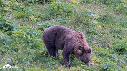 Kodiak Alaska Brown Bears Live Webcam - Aug 23, 2026, 2:09pm AKDT