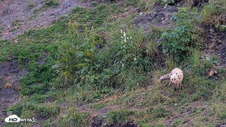 Kodiak Alaska Brown Bears Live Webcam - Aug 7, 2026, 9:36pm AKDT