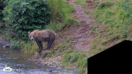 Kodiak Alaska Brown Bears Live Webcam - Aug 14, 2026, 2:03pm AKDT