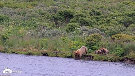 Kodiak Alaska Brown Bears Live Webcam - Aug 7, 2026, 10:11am AKDT