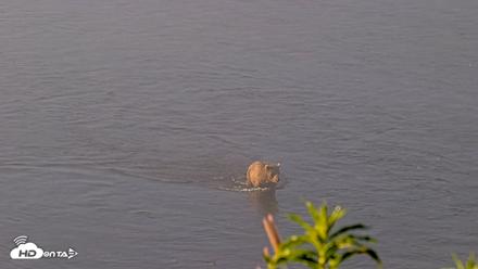 Kodiak Alaska Brown Bears Live Webcam - Jul 30, 2026, 7:39am AKDT