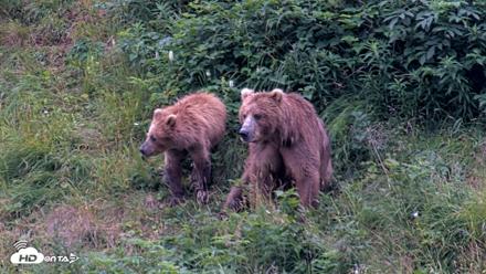 Kodiak Alaska Brown Bears Live Webcam - Aug 11, 2026, 7:44am AKDT