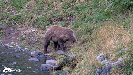 Kodiak Alaska Brown Bears Live Webcam - Aug 19, 2026, 5:46pm AKDT
