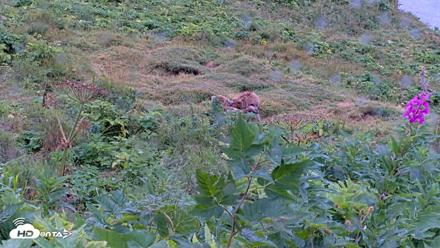 Kodiak Alaska Brown Bears Live Webcam - Aug 13, 2026, 11:16am AKDT