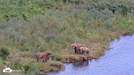 Kodiak Alaska Brown Bears Live Webcam - Jul 31, 2026, 9:14pm AKDT