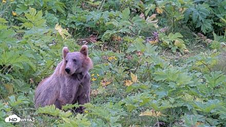 Kodiak Alaska Brown Bears Live Webcam - Aug 3, 2026, 2:47pm AKDT