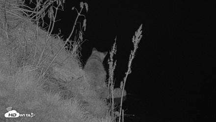 Kodiak Alaska Brown Bears Live Webcam - Oct 7, 2026, 9:58pm AKDT