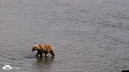 Kodiak Alaska Brown Bears Live Webcam - Aug 27, 2026, 4:58pm AKDT