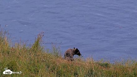 Kodiak Alaska Brown Bears Live Webcam - Aug 10, 2026, 9:30pm AKDT