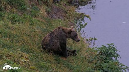 Kodiak Alaska Brown Bears Live Webcam - Aug 17, 2026, 8:52pm AKDT