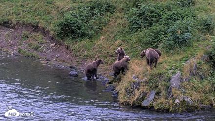 Kodiak Alaska Brown Bears Live Webcam - Aug 20, 2026, 9:15pm AKDT