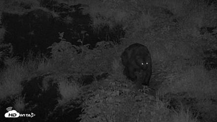 Kodiak Alaska Brown Bears Live Webcam - Jul 28, 2026, 1:11am AKDT