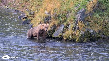Kodiak Alaska Brown Bears Live Webcam - Aug 18, 2026, 9:45am AKDT