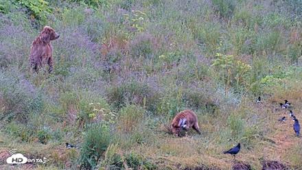Kodiak Alaska Brown Bears Live Webcam - Aug 2, 2026, 8:57am AKDT