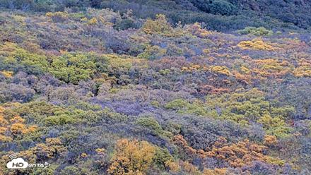 Kodiak Alaska Brown Bears Live Webcam - Oct 6, 2026, 10:54am AKDT