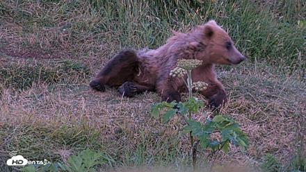 Kodiak Alaska Brown Bears Live Webcam - Jul 29, 2026, 10:59pm AKDT