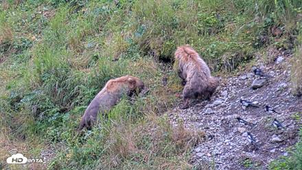 Kodiak Alaska Brown Bears Live Webcam - Aug 6, 2026, 10:06am AKDT