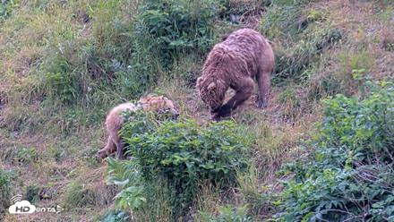 Kodiak Alaska Brown Bears Live Webcam - Aug 6, 2026, 2:25pm AKDT