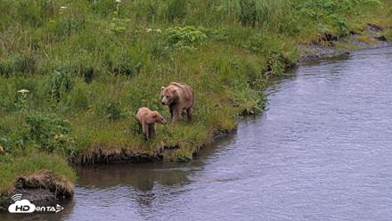 Kodiak Alaska Brown Bears Live Webcam - Jul 19, 2026, 8:40pm AKDT