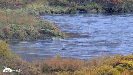 Kodiak Alaska Brown Bears Live Webcam - Oct 4, 2026, 3:12pm AKDT