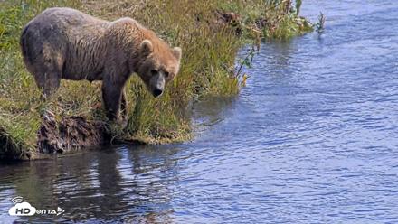 Kodiak Alaska Brown Bears Live Webcam - Aug 1, 2026, 2:50pm AKDT