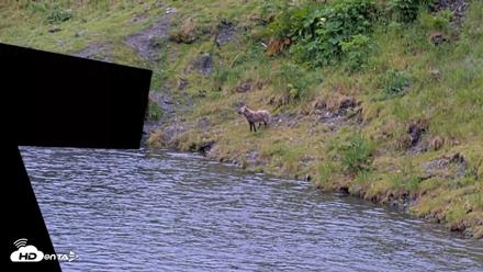Kodiak Alaska Brown Bears Live Webcam - Jul 19, 2026, 2:55pm AKDT