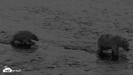 Kodiak Alaska Brown Bears Live Webcam - Aug 12, 2026, 6:10am AKDT