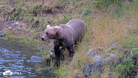 Kodiak Alaska Brown Bears Live Webcam - Aug 4, 2026, 9:33pm AKDT