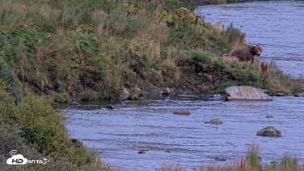 Kodiak Alaska Brown Bears Live Webcam - Sep 13, 2026, 7:59pm AKDT