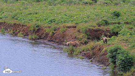 Kodiak Alaska Brown Bears Live Webcam - Aug 2, 2026, 9:58am AKDT