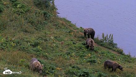 Kodiak Alaska Brown Bears Live Webcam - Aug 17, 2026, 8:57pm AKDT