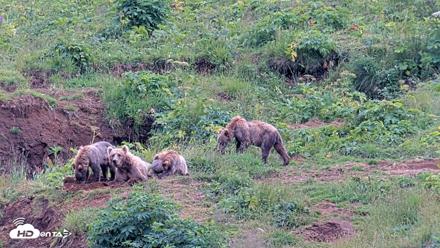 Kodiak Alaska Brown Bears Live Webcam - Aug 9, 2026, 5:28pm AKDT