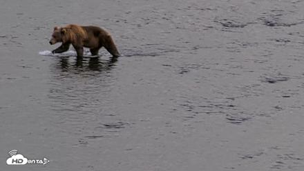 Kodiak Alaska Brown Bears Live Webcam - Aug 20, 2026, 7:30pm AKDT