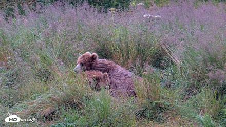 Kodiak Alaska Brown Bears Live Webcam - Aug 7, 2026, 7:58am AKDT