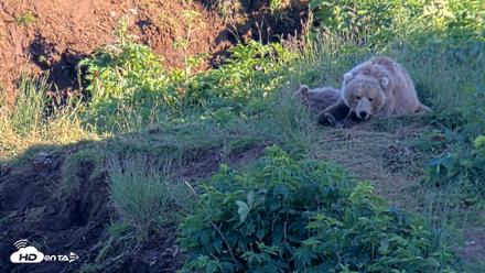 Kodiak Alaska Brown Bears Live Webcam - Jul 31, 2026, 7:29pm AKDT