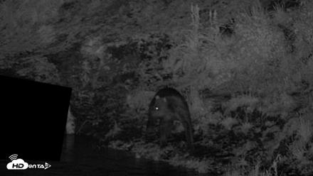 Kodiak Alaska Brown Bears Live Webcam - Aug 1, 2026, 12:29am AKDT