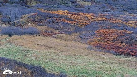 Kodiak Alaska Brown Bears Live Webcam - Oct 20, 2026, 3:35pm AKDT