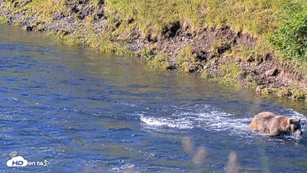 Kodiak Alaska Brown Bears Live Webcam - Jul 30, 2026, 9:18am AKDT
