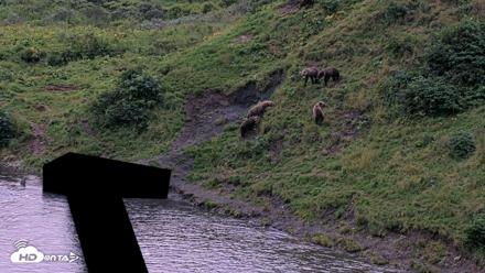Kodiak Alaska Brown Bears Live Webcam - Aug 20, 2026, 9:21pm AKDT