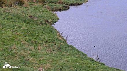 Kodiak Alaska Brown Bears Live Webcam - Oct 6, 2026, 2:14pm AKDT