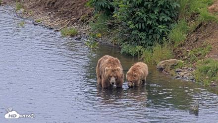 Kodiak Alaska Brown Bears Live Webcam - Aug 7, 2026, 3:52pm AKDT