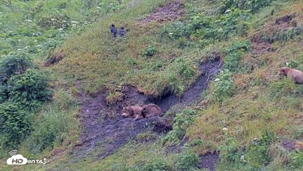 Kodiak Alaska Brown Bears Live Webcam - Jul 22, 2026, 3:23pm AKDT