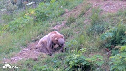 Kodiak Alaska Brown Bears Live Webcam - Aug 3, 2026, 3:01pm AKDT
