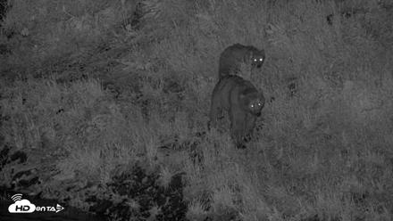 Kodiak Alaska Brown Bears Live Webcam - Jul 28, 2026, 1:47am AKDT