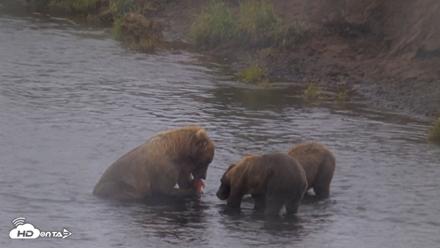 Kodiak Alaska Brown Bears Live Webcam - Aug 13, 2026, 4:56pm AKDT